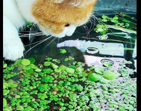 貓咪一直盯著缸看，就希望能從裡面變出一條魚來，痴心的小吃貨呀