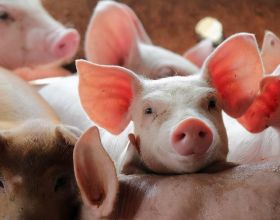 健康活豬有何過錯？10萬頭活豬“為國捐軀”，真是因為人手短缺？