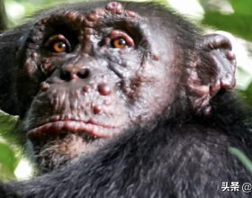 令人聞風喪膽的麻風病，在野生黑猩猩群體首次被發現，意味著什麼