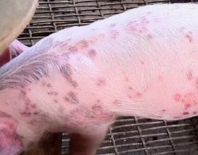 豬身上有紅疙瘩是什麼病怎麼治療？豬身上長紅疙瘩怎麼治療最好？