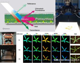 PhenoTron PTS植物光譜成像檢測平臺