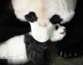 四川臥龍：熊貓幼崽茁壯成長