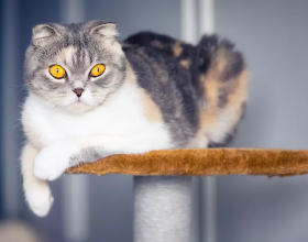 「趣味分享」這9個令人驚歎的貓爬架，一定有適合你家貓咪的