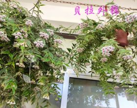 室內盆栽植物—貝拉外錦，觀葉賞花又聞香，開花勤奮，養護也不難