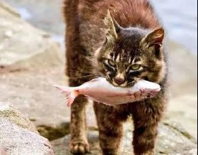 “貓愛吃魚”是真的嗎？貓真的喜歡吃魚？