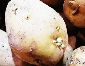 發芽的土豆能夠食用嗎