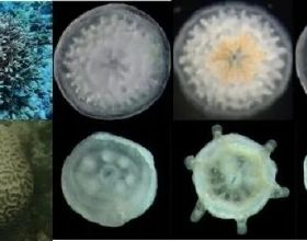 氣候變化影響下造礁石珊瑚早期共生關係的可塑性研究獲進展