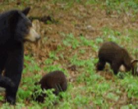 黑熊母親為救一隻幼崽捨棄另外兩隻，事後才發現她真高明