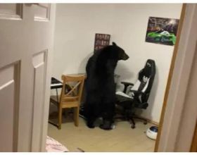 孩子們全在家，黑熊竟大搖大擺進屋跳舞！加拿大男子瞬間被嚇傻