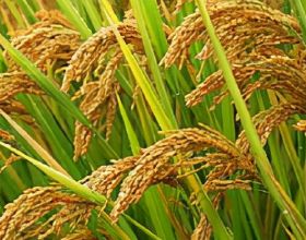 從國家發改委等做好2021年秋糧收購的通知看啟動稻穀最低價可能性