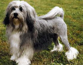 世界十大貴族狗 最具貴族氣質的狗 世界十大貴族名犬