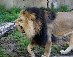 一動物園內，獅子老虎集體感染新冠