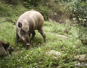 我國6省開放野豬捕獵期，明明是保護動物，為何要對它動真格？