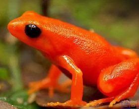 Sbike動植物百科：世界十大毒性最強蛙類，豔麗外表隱藏恐怖劇毒
