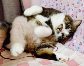 女子嫌小貓“太瘦”收養，照顧1年後貓突然發福，意外胖成網紅貓