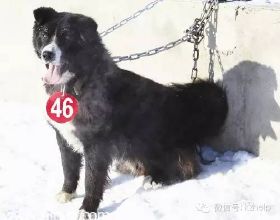 新疆獨有的犬種－哈薩克牧羊犬
