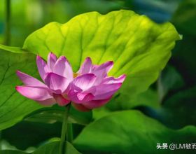 「養生有道」春季一杯代茶飲 幫您疏肝宣肺調通五臟