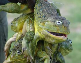 世界上最大的青蛙，體長竟然可達1米，如今卻被非洲人吃到快滅絕