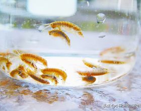 驚奇！千年汝陽杜康泉周邊生長罕見鴛鴦蝦，怎樣能引種成觀賞蝦？