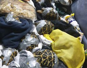 菲律賓海關在一旅客行李箱中查獲1500多隻稀有活海龜