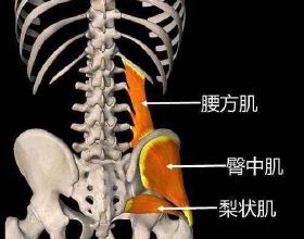 肌源性腰痛之腰方肌淺析