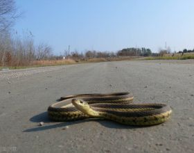 農村關於蛇的傳言：雄黃驅蛇，鵝糞殺蛇，是真的嗎？科學解釋來了