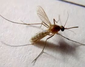 花蚊子到中國不足50年，導致人們無法乘涼，它到底是何方神聖？