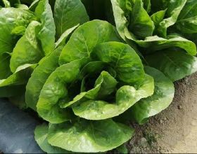 葉菜噴肥能增產？用錯了，黃葉多，產量低，補肥要有技巧