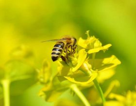 蜜蜂養殖，根本沒用過蜂藥，蜂蜜卻檢測出藥物殘留，問題出在哪？