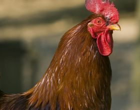 “十年雞頭勝砒霜，雞冠越老越有毒”，雞頭真的有毒嗎？
