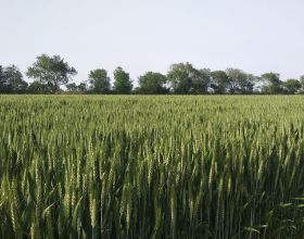 2021年十大高產小麥品種，畝產最低1400斤，你選擇哪個？