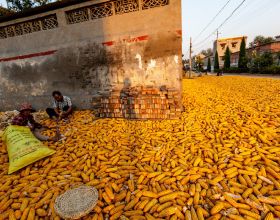 玉米“鋪天蓋地”的掉價，新糧上市要大跌？9月17日全國玉米行情