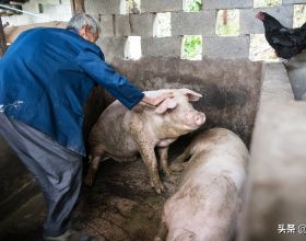 稀奇：老獸醫給豬牛牲口看病也要拿脈，聽說過的不多，見過的更少