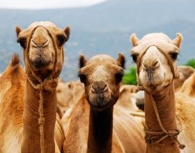 駱駝是沙漠最大的食草動物，為什麼橫行沙漠，沒有食肉動物捕捉？