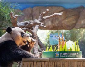 「中葡雙語」迎中秋，三胞胎大熊貓和小朋友一起吃月餅、猜燈謎！​