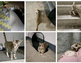 故事：那一天，我把一隻流浪貓帶回了家