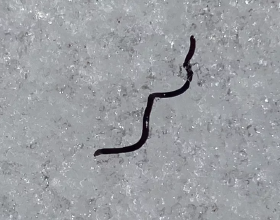 十億條黑冰蠕蟲為何要爬出冰面，科學家：人類對這種生物知之甚少