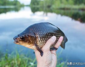 30斤“鯽魚王”被釣起！在泰國被吃到受保護，為何會出現在我國？
