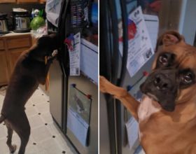 美國一隻口渴的寵物狗被主人抓到在冰箱飲水機喝水