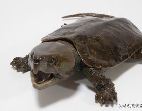 尾巴比較長的烏龜，平衡力會好一些，長尾巴烏龜是什麼品種