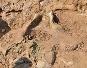 河南現200萬年前大象盆骨化石