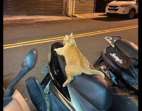 一隻橘貓趴在摩托車座墊上，坐姿非常的豪放，貓：帶我回家吧