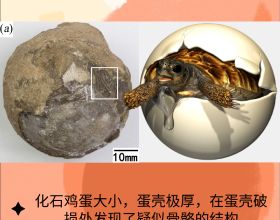 這枚1億年前的龜蛋裡，有小寶寶嗎？