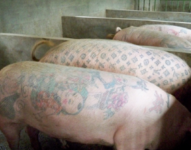比利時男子給活豬紋身，豬皮被香奈兒做成限量版包，輕鬆賺得50萬