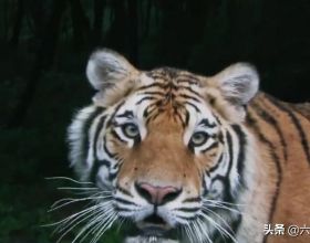 水滸傳：一隻老虎引發的滅門慘案