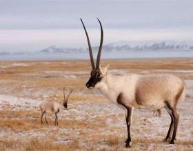 為什麼要保護藏羚羊？絕不是因為它數量少，而是它的生態價值大