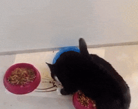 貓咪吃飯為啥總剩一口？是儲存行為嗎？