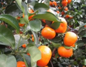 柑橘著色的內因與外因，瞭解原理促進著色