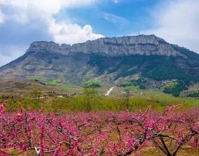夜讀｜你的時間花在哪兒，人生的花就開在哪兒