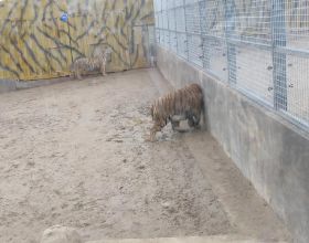 2022年養羊行業有點難，存在的這3種亂象，要及時明辨